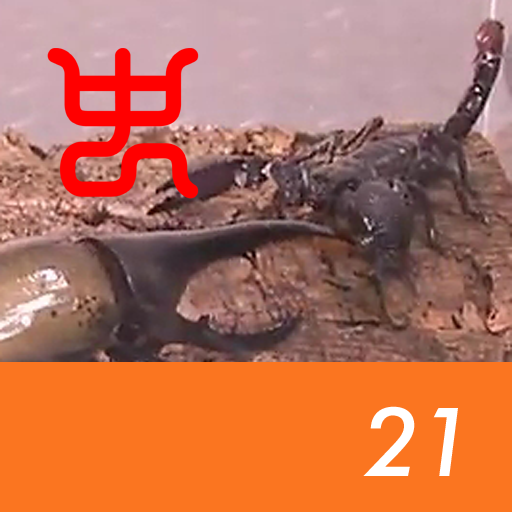 Insect arena 7 - 21.Hercules Hercules VS Emperor scorpion