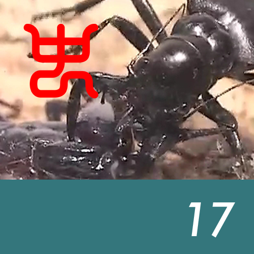 Insect arena 6 - 17.Manticora tiger beetle VS Malaysian black scorpion