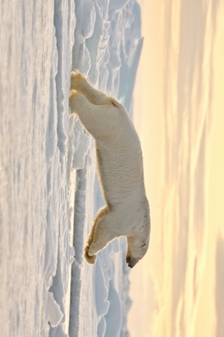 Polar Bear Leaping Slide Puzzle image #1