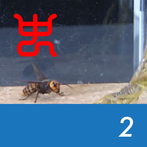 Insect Arena 2 – 2.Asian giant hornet VS Deathstalker