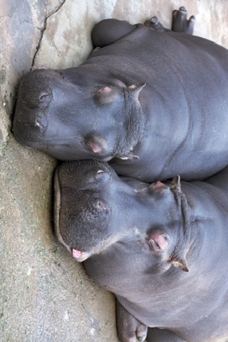 Lazy Hippos Slide Puzzle image #1