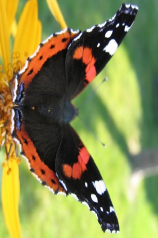 Red Admiral Butterfly Slide Puzzle image #1
