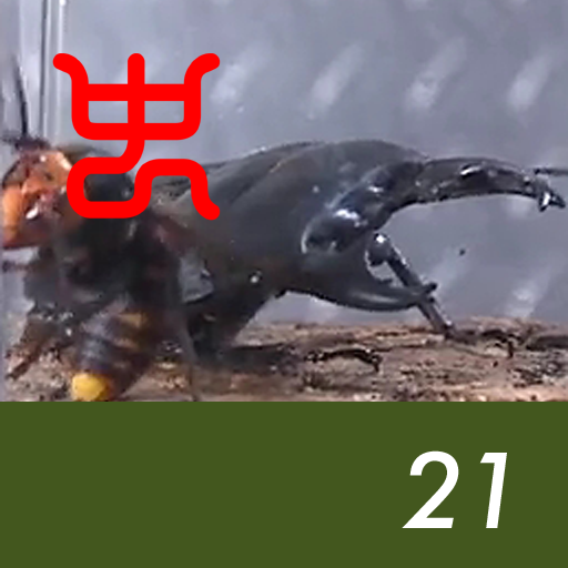Insect arena 5 - 21.Asian giant hornet VS Alcides stag beetle(short tooth)