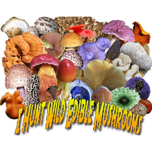 Common Choice Wild Edible Mushrooms