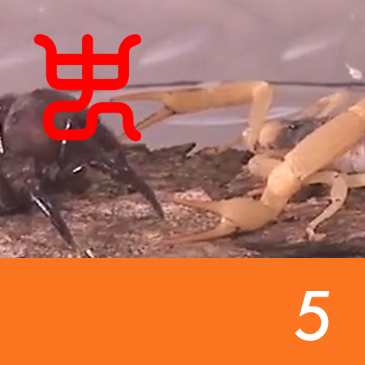 Insect arena 7 - 5.Desert hairy VS Black trapdoor