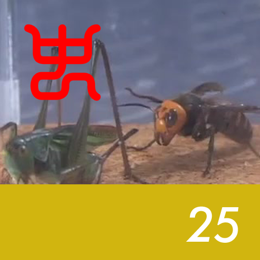 Insect arena 4 - 25.Asian giant hornet VS Long‐horned grasshopper