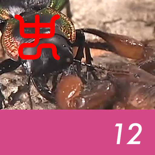 Insect arena 8 - 12.Somali red emperor scorpion VS Red edge ground beetle