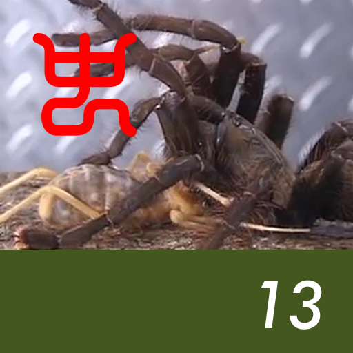 Insect arena 5 - 13.Earth tiger VS Belly wind scorpion