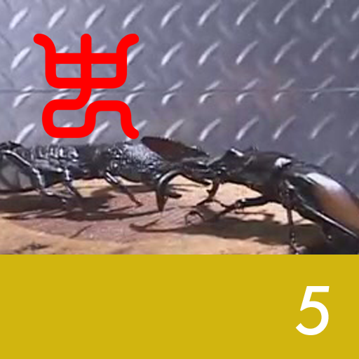 Insect arena 4 - 5.Red back stag beetle VS Emperor scorpion