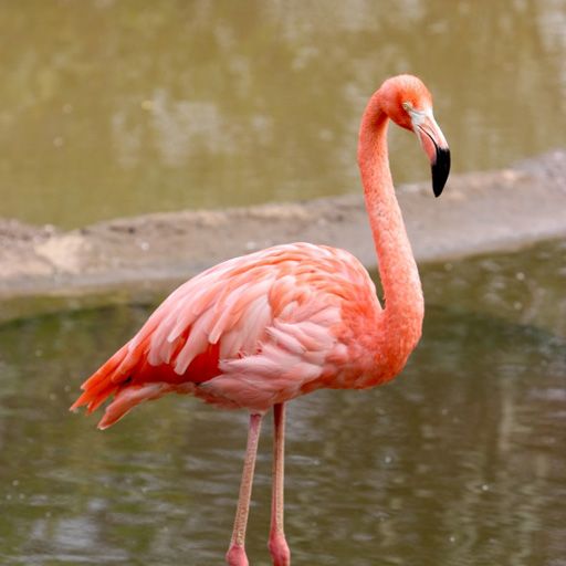 SlidePuzzle - Flamingo