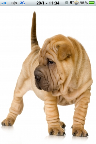 Sharpei Slide Puzzle image #1