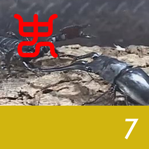 Insect arena 4 - 7.Giraffe stag beetle VS Emperor scorpion