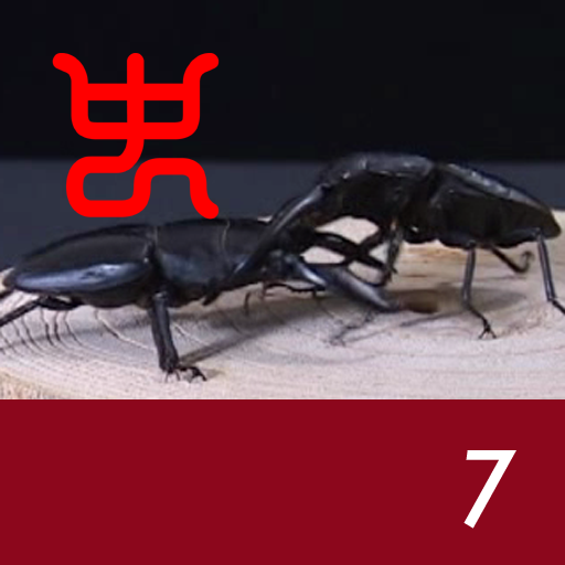 Insect arena 3 - 7.Palawan stag beetle VS Sumatran stag beetle