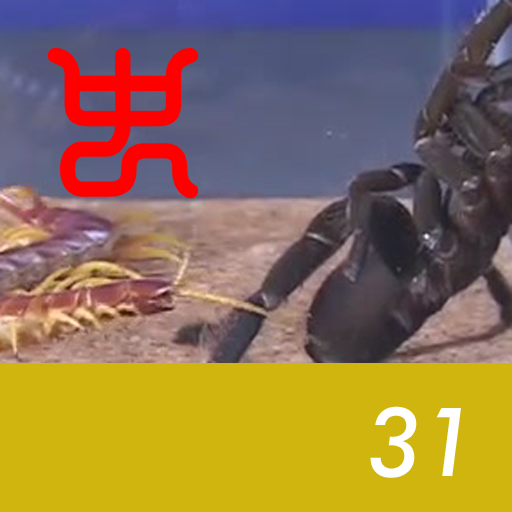 Insect arena 4 - 31.Peruvian giant yellowleg centipede VS Goliath Baboon