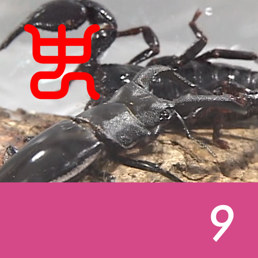 Insect arena 8 - 9.Rhinoceros stag beetle VS Emperor scorpion