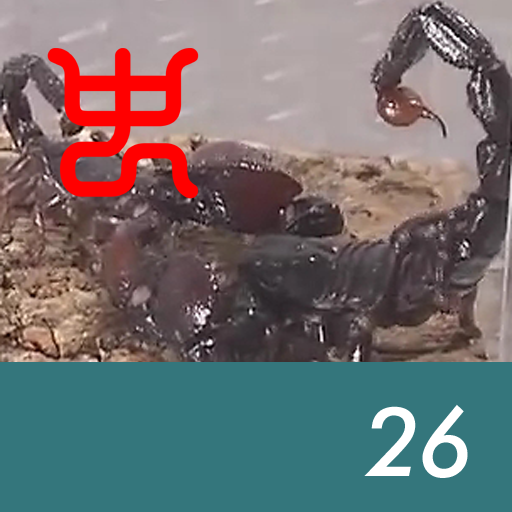 Insect arena 6 - 26.Red claw emperor scorpion VS Emperor scorpion
