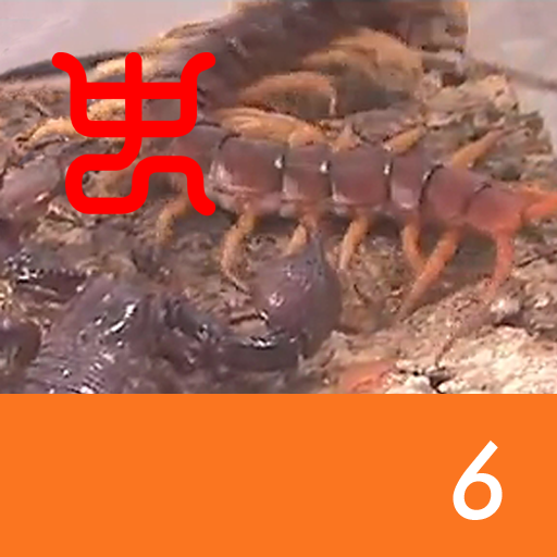 Insect arena 7 - 6.Red claw emperor scorpion VS Vietnam giant centipede