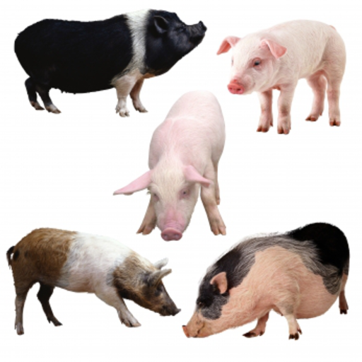 Pig Family Slide Puzzle icon