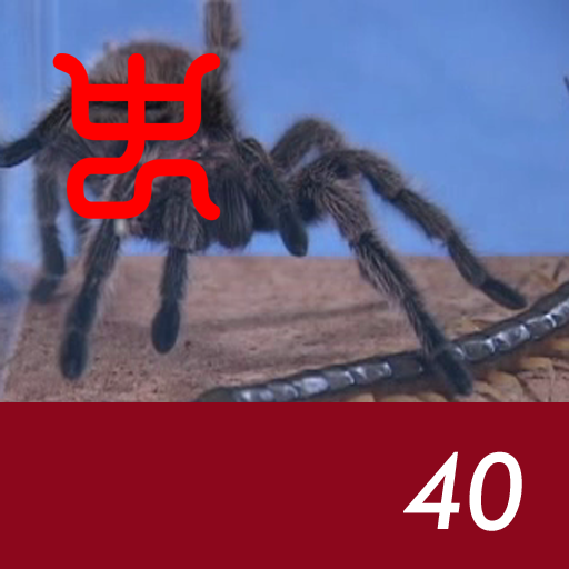 Insect arena 3 - 40.Taiwan giant centipede VS rose hair tarantula