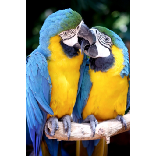 Tropical Parrots Slide Puzzle