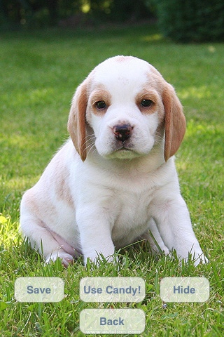 cute dogs slideshow & wallpapers (hd)