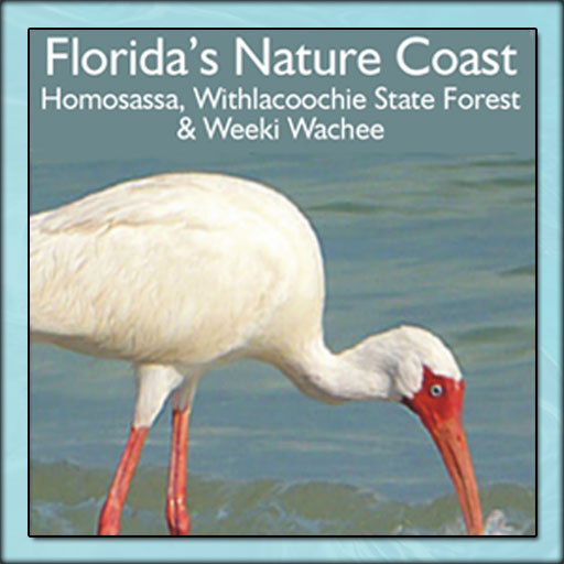 Florida's Nature Coast - Homosassa, Withlacoochie State Forest &  Weeki Wachee