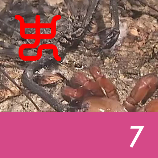 Insect arena 8 - 7.Red trapdoor spider VS Tanzanian whipscorpion