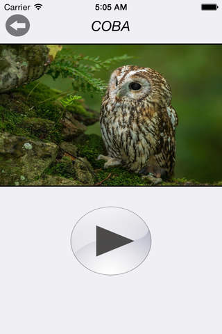 Птицы России - золотые голоса родной природы - náhled