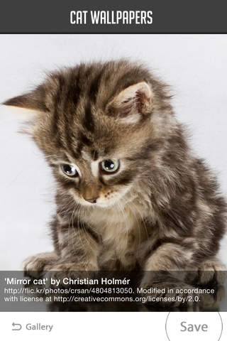 Cat Wallpapers! - náhled