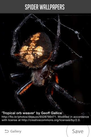 Spider Wallpapers - náhled