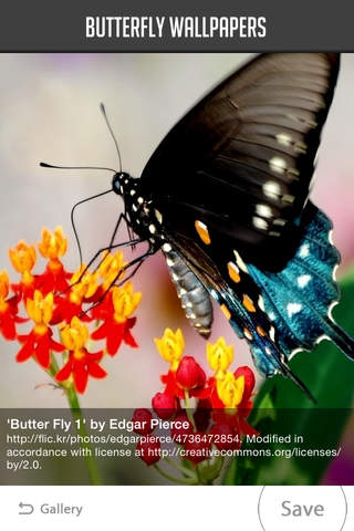 Butterfly Wallpapers! - náhled