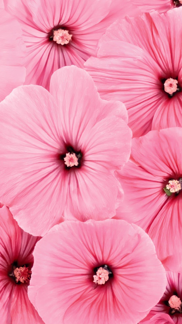 13,000+ Flower Wallpaper Pictures