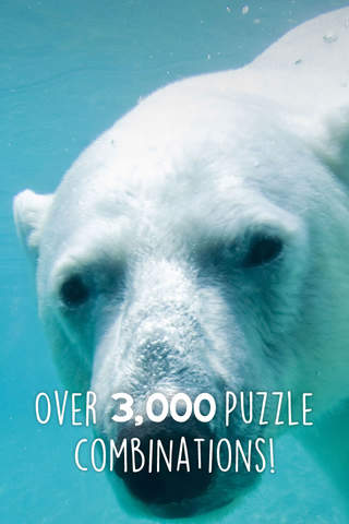 Jigsaw Wonder Polar Bear Puzzles for Kids Free - náhled