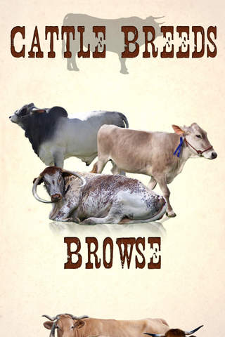 Cattle Breeds: Various Types of Cattle - náhled