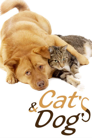 Cats & Dogs Hd Wallpapers and Backgrounds - náhled