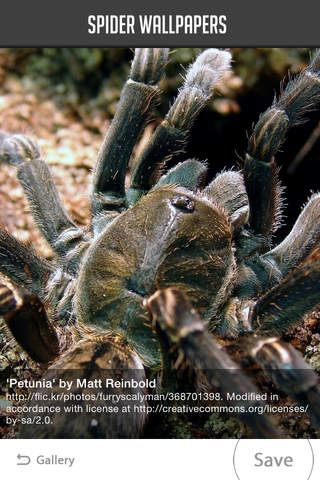 Spider Wallpapers - náhled