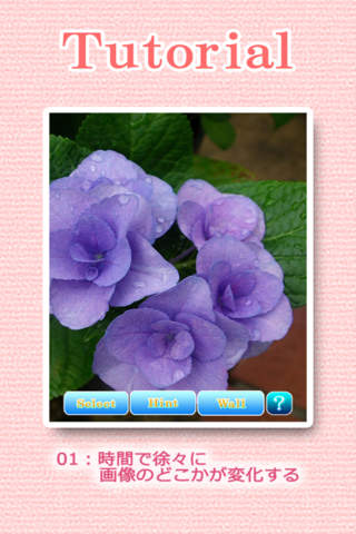 Landscapes of the flower - náhled