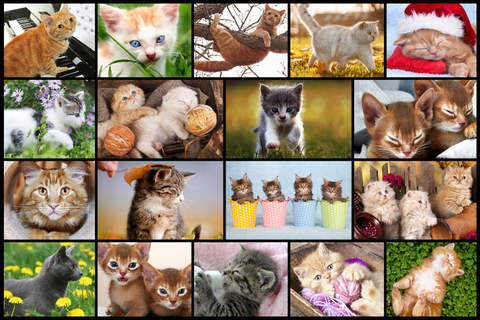 Cute Cats - Real Cat and Kitten Picture Jigsaw Puz - náhled