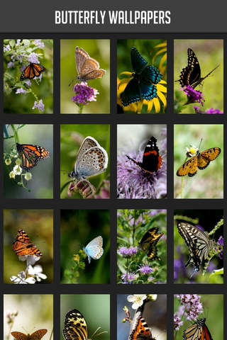 Butterfly Wallpapers! - náhled