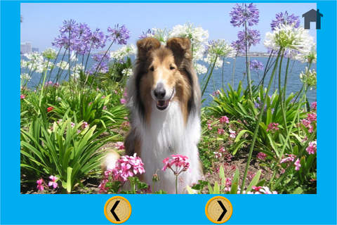dogs and games for kids - free game - náhled