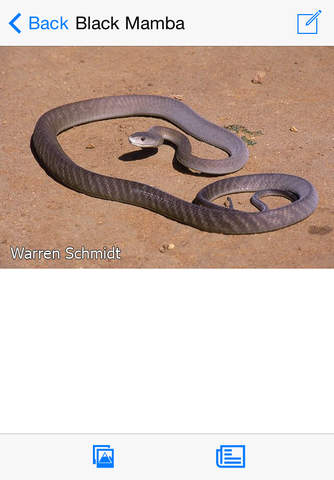 Animals of Kruger - náhled