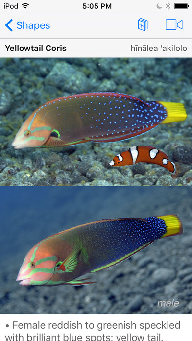Snorkel Fish Hawaii for iPhone screenshot 5