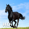 Horse Encyclopedia for iPad