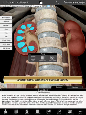 Reproductive and Urinary Anatomy Atlas: Essential Reference for Students and Healthcare Professionals screenshot 8