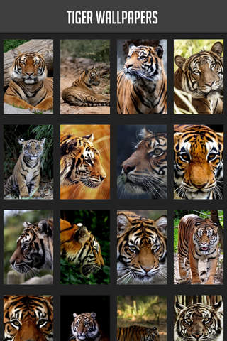 Tiger Wallpaper - náhled