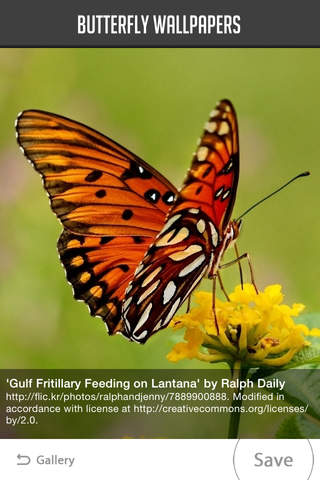 Butterfly Wallpapers! - náhled