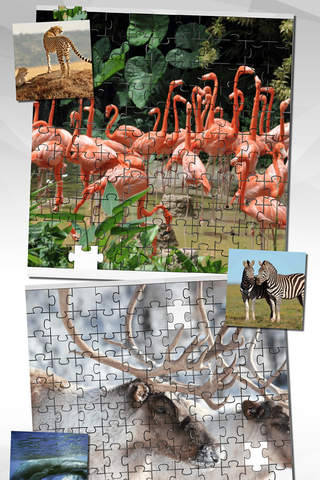 Animal Puzzle Game HD - náhled