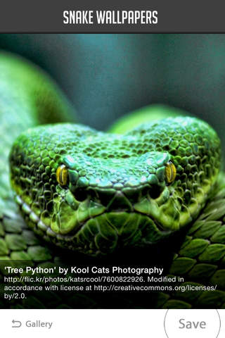Snake Wallpaper - náhled