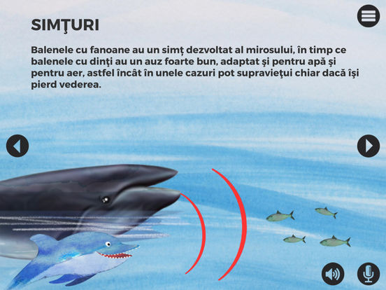 Delfin - Dolphin - schneiderturm.ro, Vederea delfinului uman