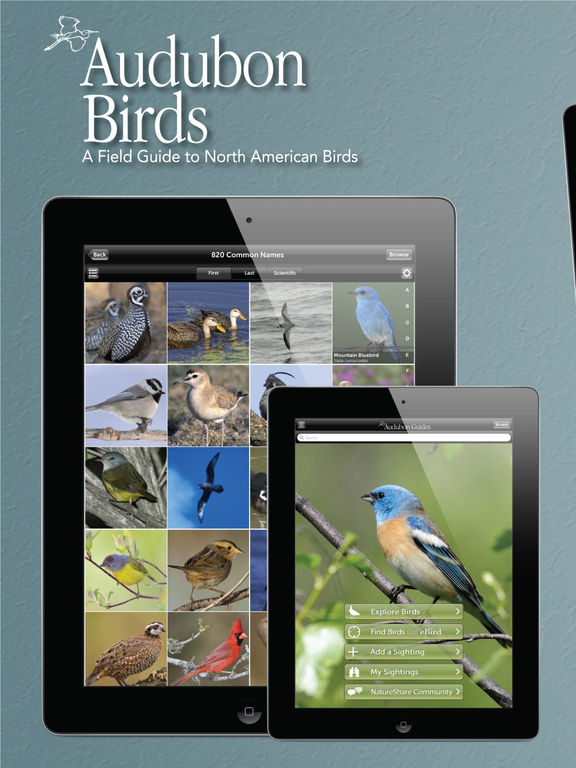 Best Birding Apps For Iphone - IHSANPEDIA